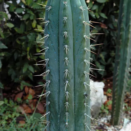 Cactus House Gaspar דירה זאדאר